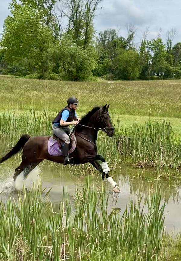 english-pleasure-dutch-warmblood-horse