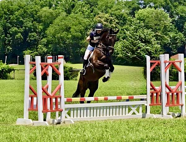 equitation-dutch-warmblood-horse