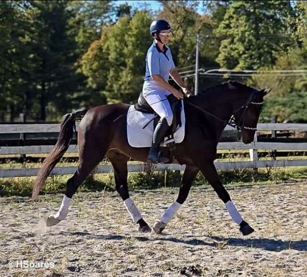 experienced-dutch-warmblood-horse