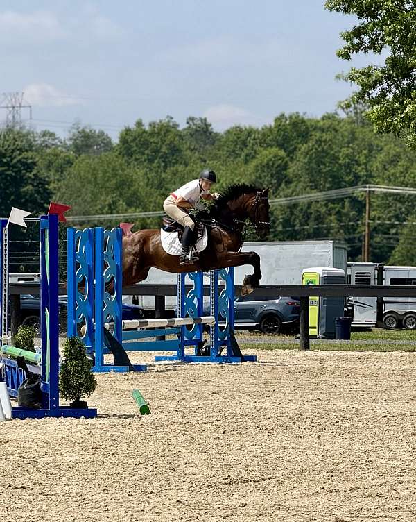 eventing-dutch-warmblood-horse