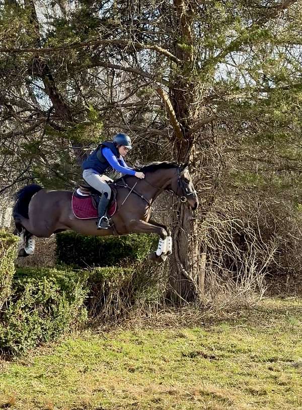 field-trial-dutch-warmblood-horse