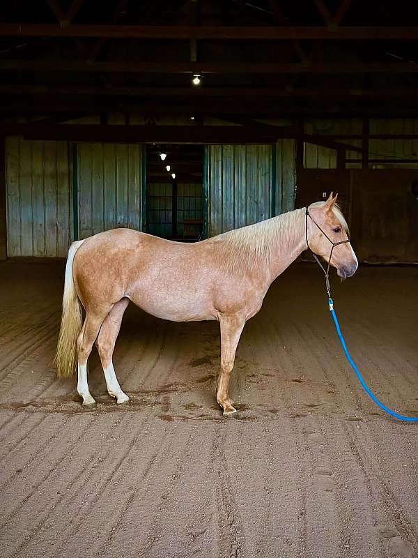 all-around-quarter-horse