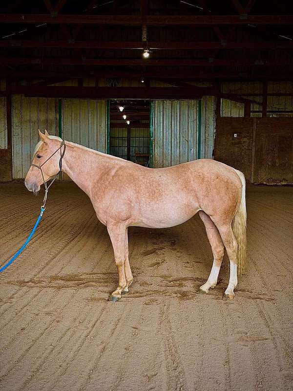 young-prospect-mare