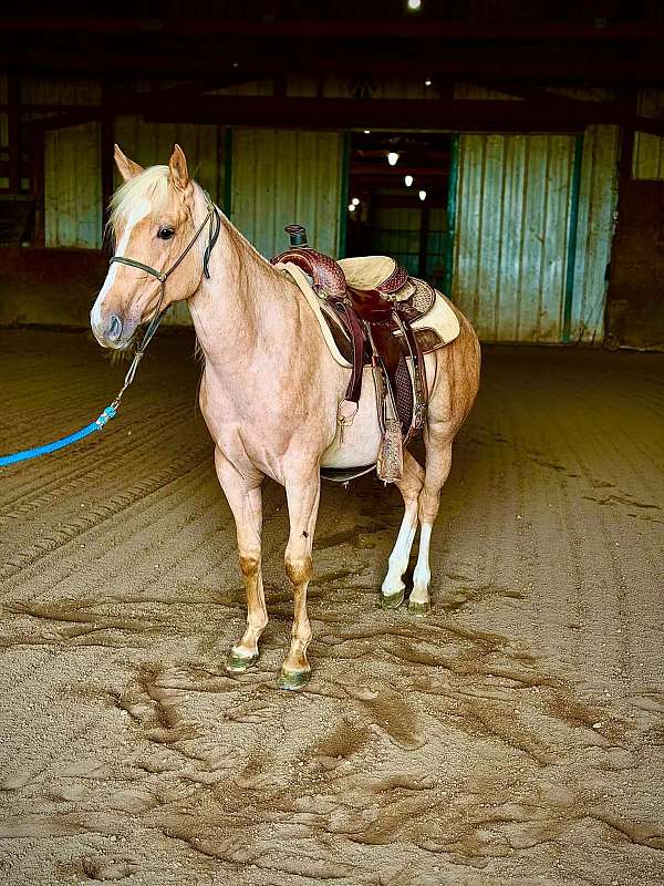 all-quarter-horse