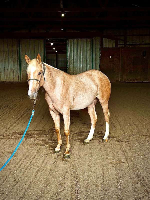 aqha-quarter-horse