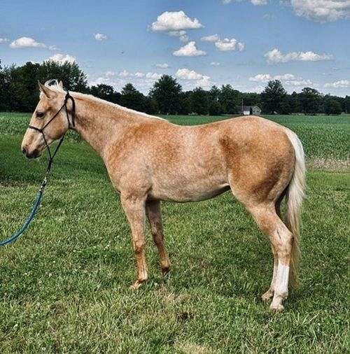 aqha-filly-quarter-horse