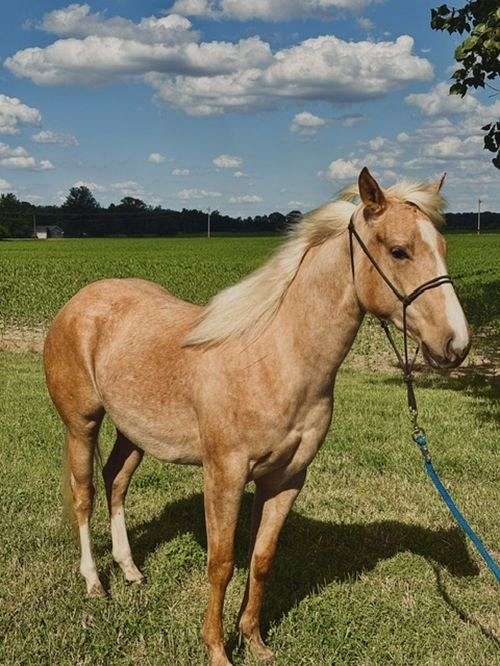 athletic-quarter-horse