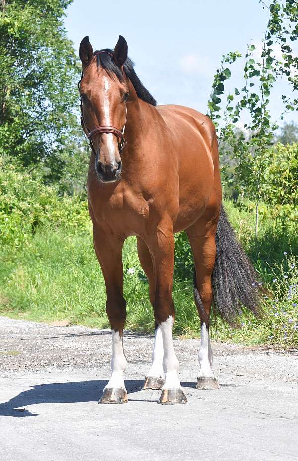 athletic-warmblood-horse