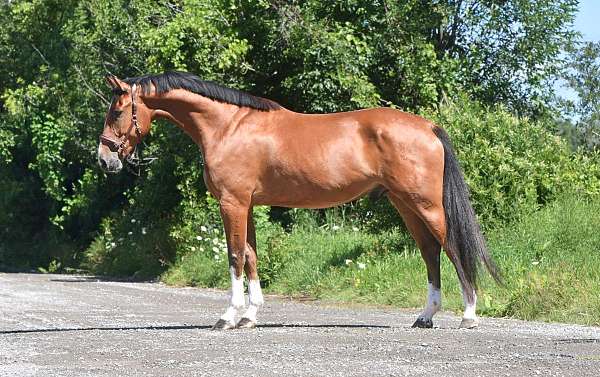 all-around-warmblood-horse