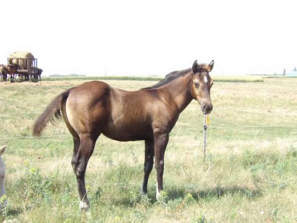 sooty-buckskin-colt