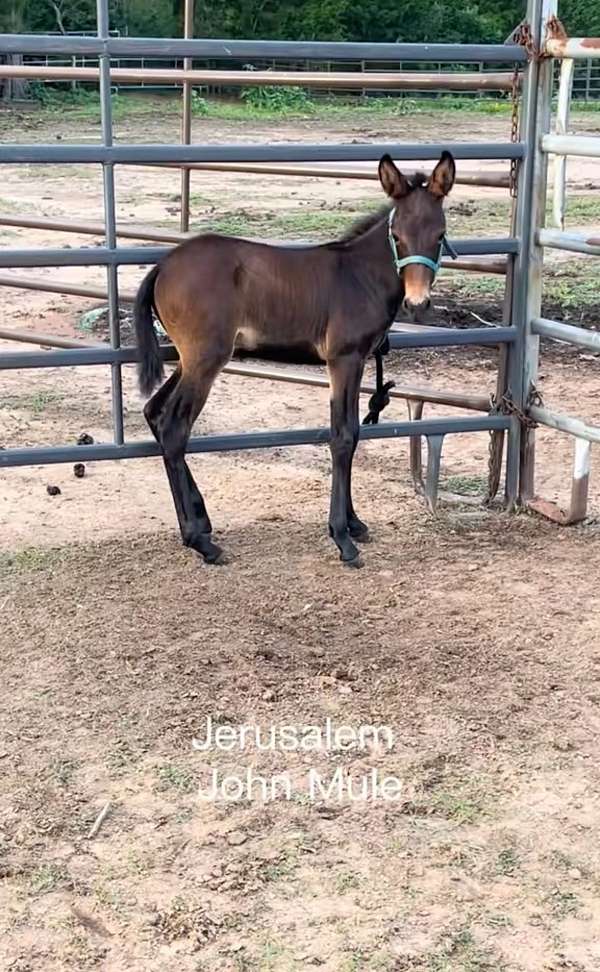 andalusian-mule