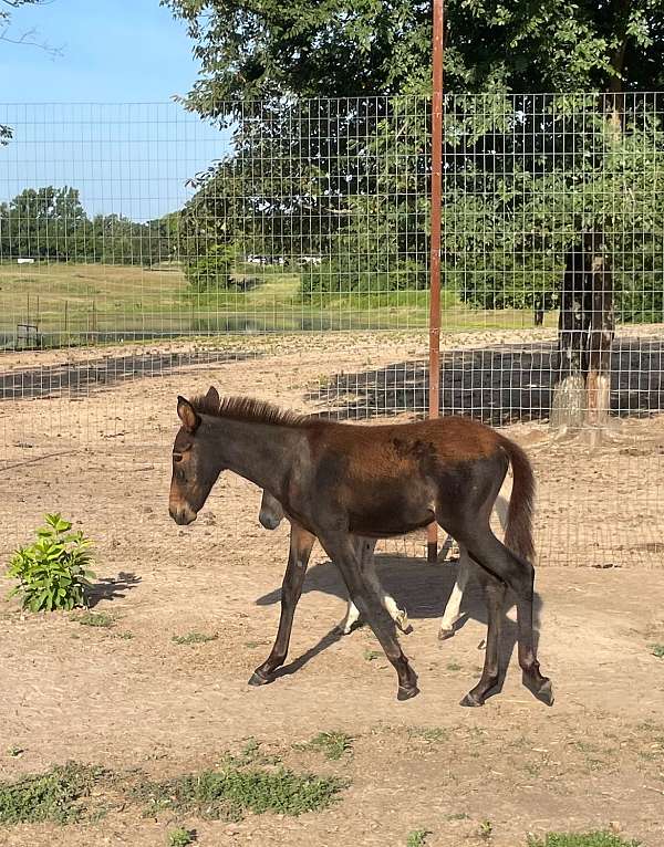 grulla-andalusian-mule-mare