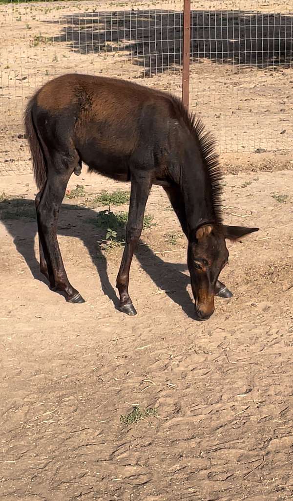grulla-andalusian-mule