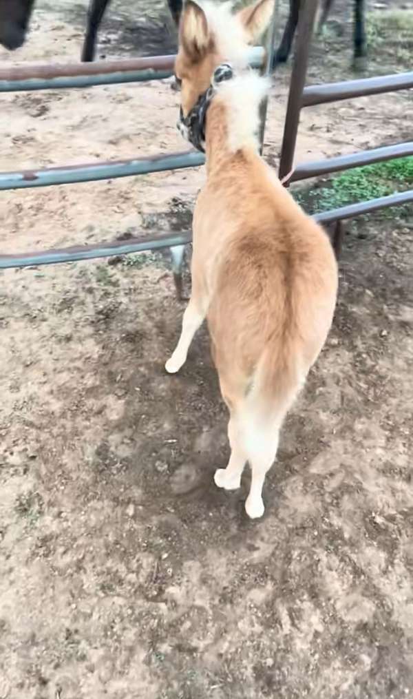 9-hand-dunalino-horse