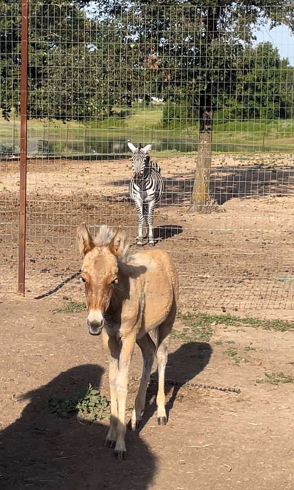 dunalino-pony-filly