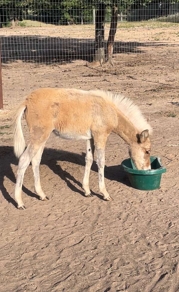 dunalino-pony-for-sale