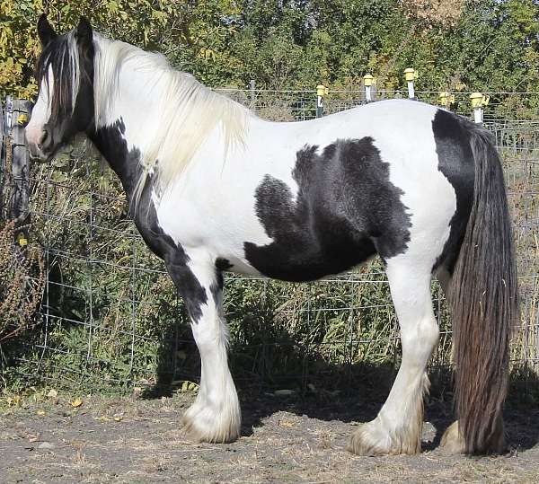 bay-ghra-filly-mare