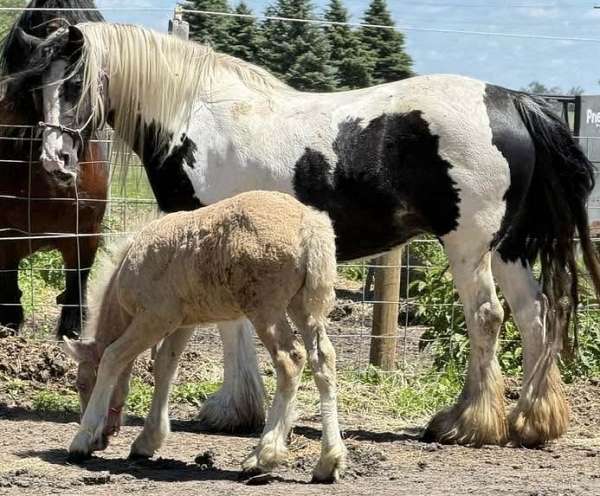 piebald-ghra-filly-mare