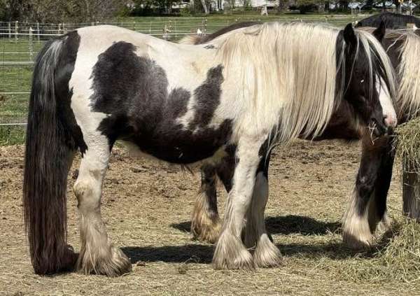 ghra-filly-mare