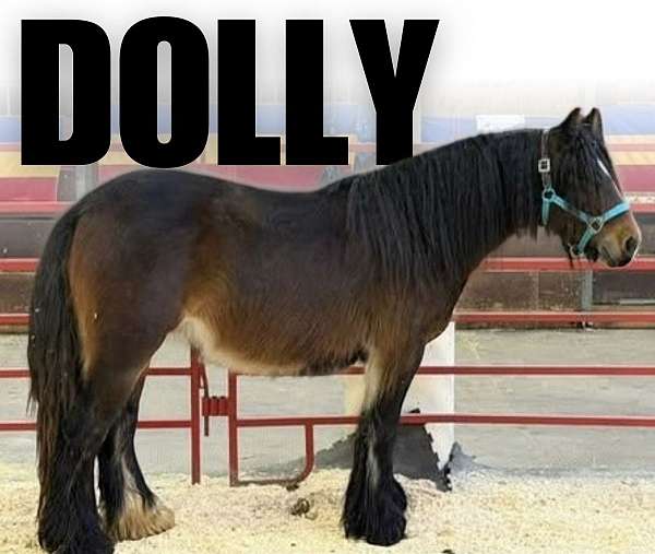 homozygous-gypsy-vanner-pony