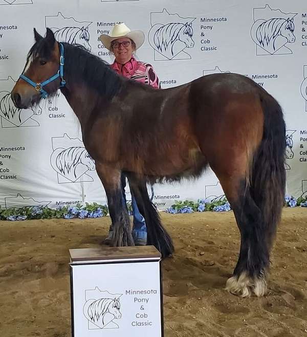 bay-homozygous-pony
