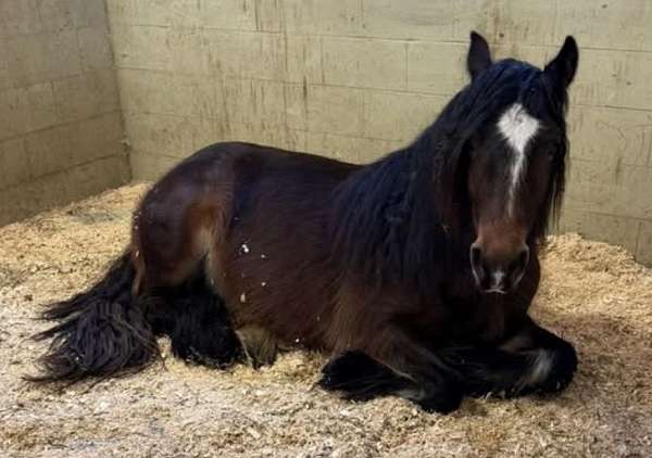 bay-homozygous-black-pony