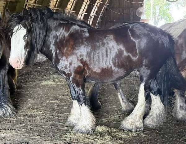 blue-eyed-gypsy-vanner-pony