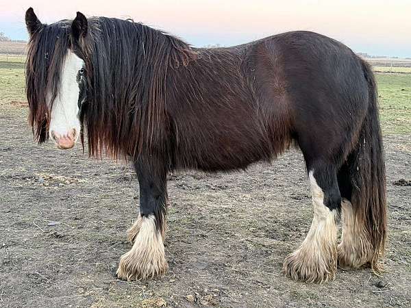 breeding-gypsy-vanner-pony