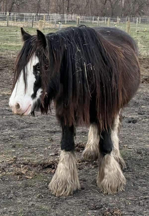 draft-gypsy-vanner-pony