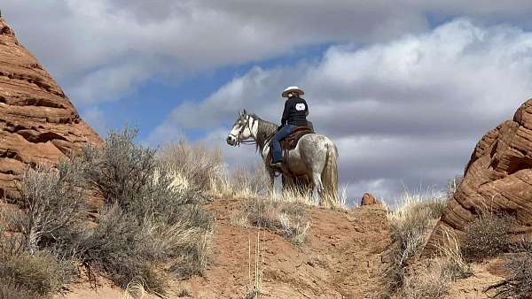 started-un-andalusian-horse