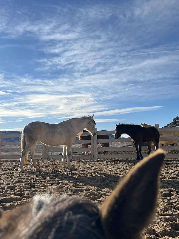 grey-started-un-horse