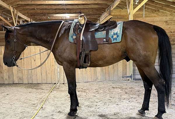 pleasure-trail-warmblood-horse