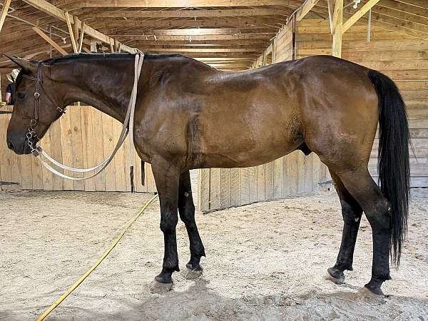 all-around-warmblood-horse