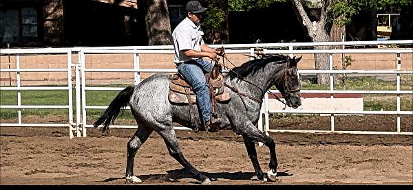 quarter-horse-gelding