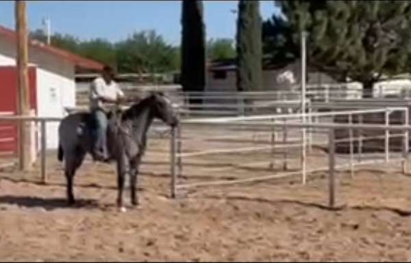 quarter-horse-for-sale