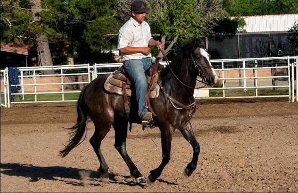 quarter-horse-gelding