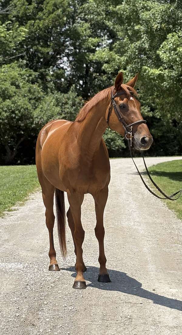 thoroughbred-mare