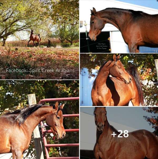 bay-arabian-mare