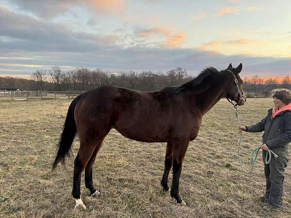 all-around-thoroughbred-horse