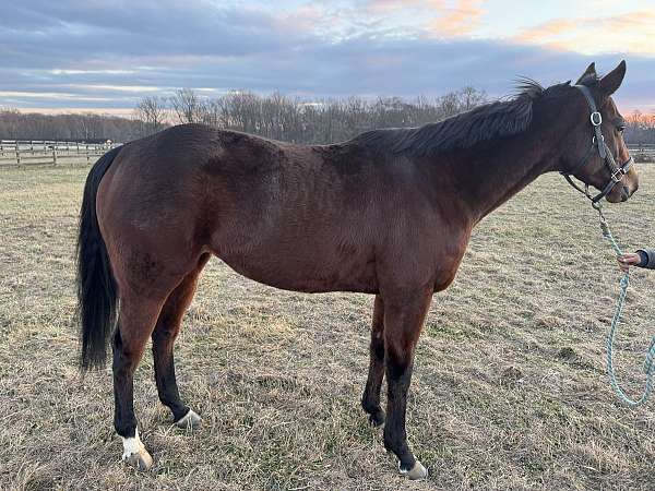 beginner-thoroughbred-horse