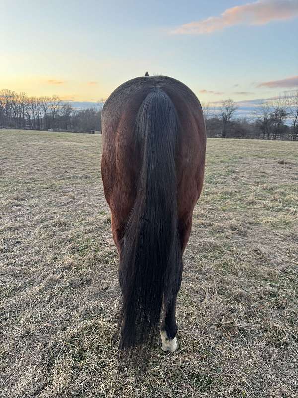 breeding-thoroughbred-horse