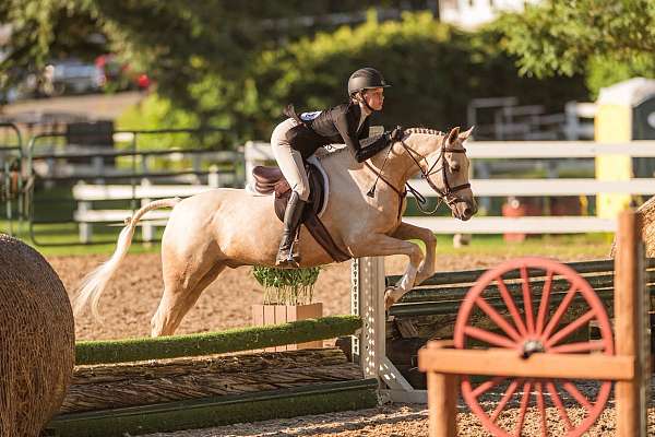 four-socks-star-pony