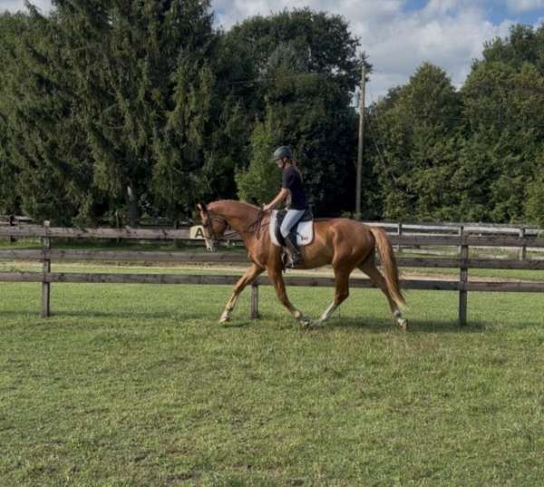 hanoverian-horse-for-sale