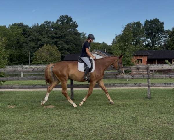 hanoverian-horse