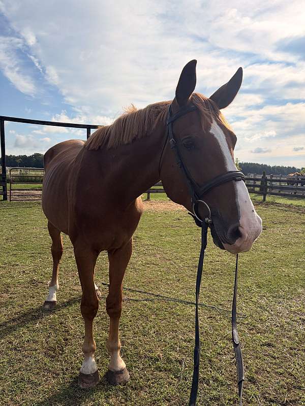 hanoverian
