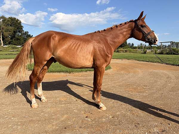hanoverian-gelding