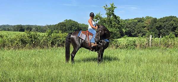 show-horse-kentucky-mountain