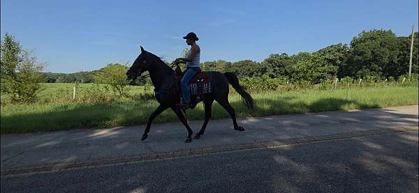 versatile-horse-kentucky-mountain
