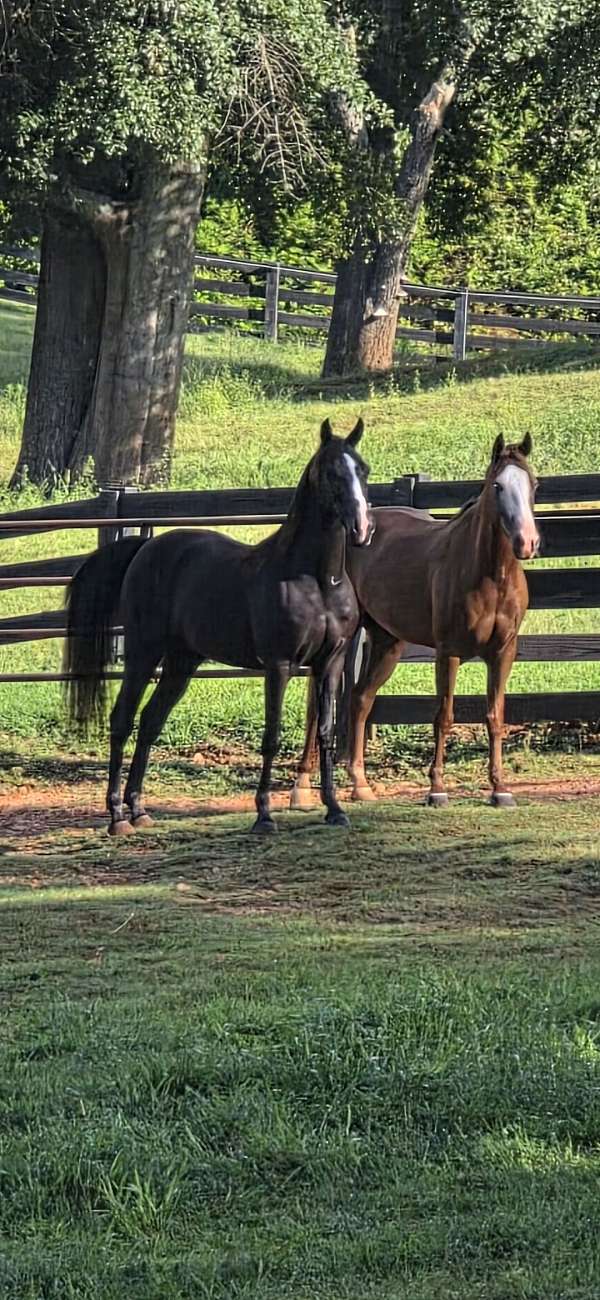 sidesaddle-kentucky-mountain-horse