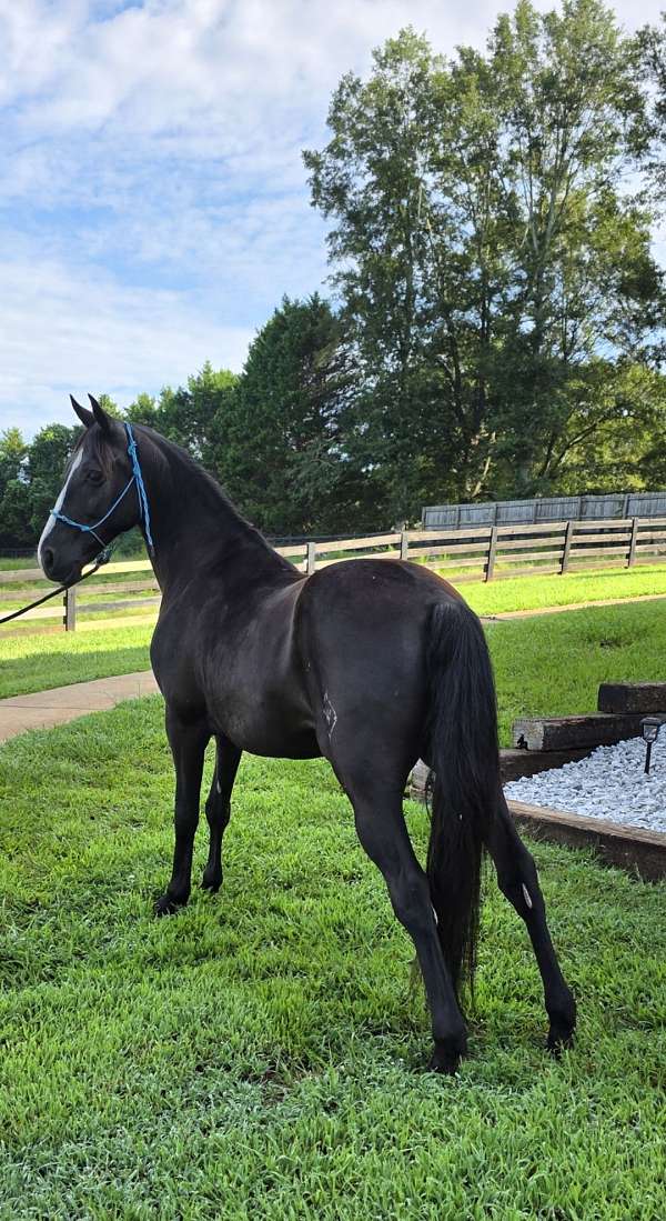 versatile-horse-gelding